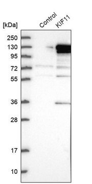 Anti-KIF11 antibody produced in rabbit Prestige Antibodies&#174; Powered by Atlas Antibodies, affinity isolated antibody, buffered aqueous glycerol solution