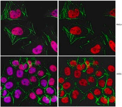 Anticorpo anti-replicação proteína A, clone RPA34-20 clone RPA34-20, from mouse