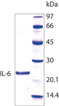 インターロイキン-6 ヒト IL-6, recombinant, expressed in E. coli, lyophilized powder, suitable for cell culture