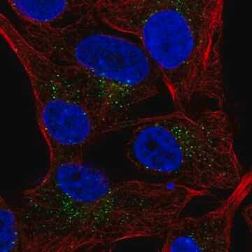 Anti-SLAMF7 antibody produced in rabbit Prestige Antibodies&#174; Powered by Atlas Antibodies, affinity isolated antibody