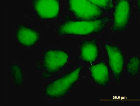 Monoclonal Anti-MAP2K5, (N-terminal) antibody produced in mouse clone 3E10, purified immunoglobulin, buffered aqueous solution