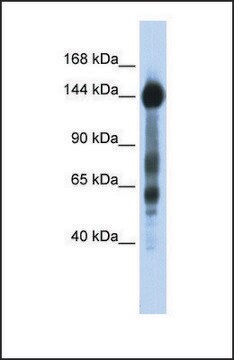 Anti-SREBF1, (N-terminal) antibody produced in rabbit affinity isolated antibody