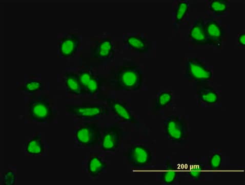 Monoclonal Anti-MAP2K6 antibody produced in mouse clone 2F2, purified immunoglobulin, buffered aqueous solution