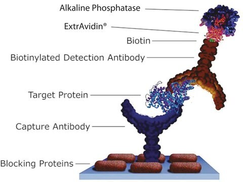 ExtrAvidin&#174; –Alkaline Phosphatase buffered aqueous solution