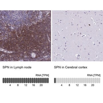 Anti-SPN antibody produced in rabbit Prestige Antibodies&#174; Powered by Atlas Antibodies, affinity isolated antibody, buffered aqueous glycerol solution