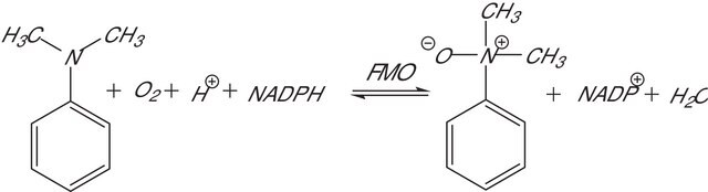 Flavin-Containing Monooxygenase-3, Microsomes human recombinant, expressed in baculovirus infected insect cells, buffered aqueous solution