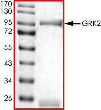 GRK2, active, GST tagged human PRECISIO&#174; Kinase, recombinant, expressed in baculovirus infected Sf9 cells, &#8805;70% (SDS-PAGE), buffered aqueous glycerol solution