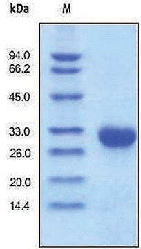 TIMP1 recombinant, expressed in HEK 293 cells, &#8805;95% (SDS-PAGE)