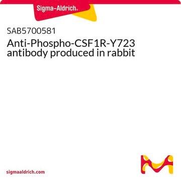 Anti-Phospho-CSF1R-Y723 antibody produced in rabbit