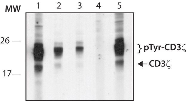 Anti-phospho-CD3&#950; (pTyr72) antibody produced in rabbit IgG fraction of antiserum