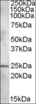 Anti-PLEKHB1 (N-terminal) antibody produced in goat affinity isolated antibody, buffered aqueous solution