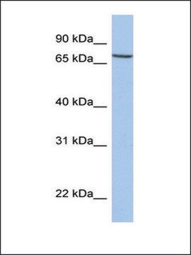 Anti-SLC20A1 antibody produced in rabbit affinity isolated antibody