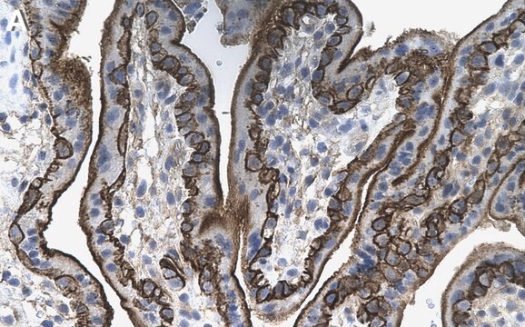 Anti-CD46 Antibody, clone 1C10 ZooMAb&#174; Rabbit Monoclonal recombinant, expressed in HEK 293 cells