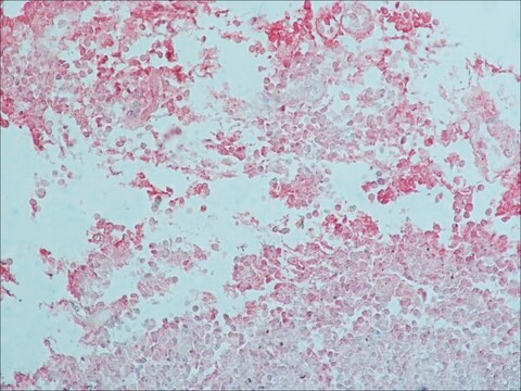 Anticorps monoclonal anti-IgG de chèvre/mouton clone GT-34, purified from hybridoma cell culture