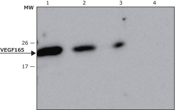 Przeciwciało anty-VEGF165, mysie monoklonalne clone VG-20, purified from hybridoma cell culture