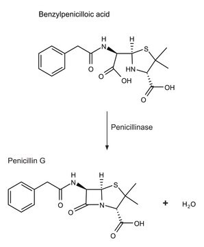 Pénicillinase from Bacillus cereus lyophilized powder, 1,500-3,000&#160;units/mg protein (using benzylpenicillin)