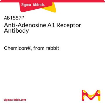 Anti-Adenosine A1 Receptor Antibody Chemicon&#174;, from rabbit