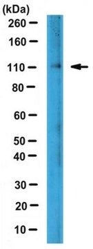 Anti-Lipin-2 Antibody from rabbit, purified by affinity chromatography