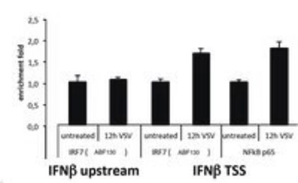 Anti-IRF7 Antibody