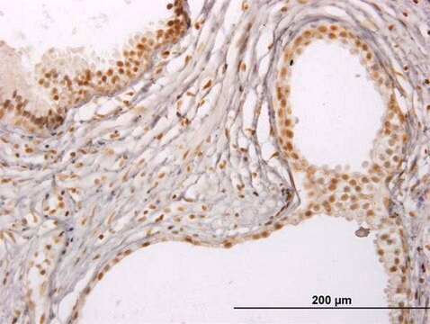 ANTI-RUNX1 antibody produced in mouse clone 3A1, purified immunoglobulin, buffered aqueous solution