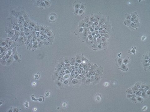 Linia komórkowa raka płaskonabłonkowego UM-SCC-17B UM-SCC-17B is a unique head and neck squamous carcinoma cell line derived from the metastatic neck tumor of a 48-year old female patient and is a suitable in vitro model of H&amp;N carcinoma studies.