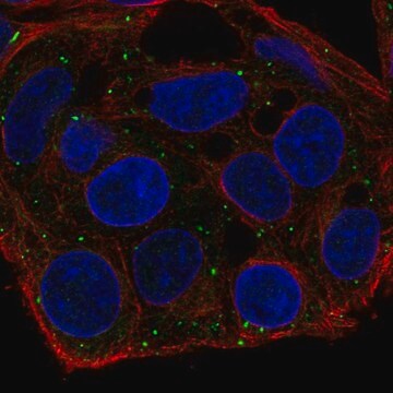 Anti-FKBP1B antibody produced in rabbit Prestige Antibodies&#174; Powered by Atlas Antibodies, affinity isolated antibody