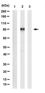 Anti-phospho-E2F1 (Ser375) Antibody, clone 71-10 clone 71-10, from rabbit