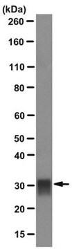 Anti-Tryptase-Antikörper, Mastzelle, Klon&nbsp;G3 clone G3, Chemicon&#174;, from mouse