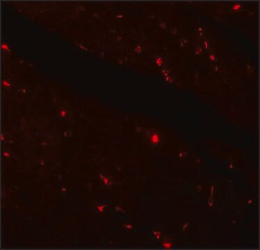 Anti-KLOTHO antibody produced in rabbit affinity isolated antibody, buffered aqueous solution