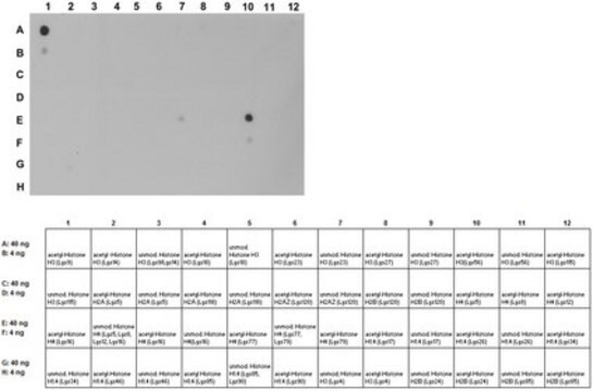 Anti-acetyl-phospho Histone H1.4/H3 (Lys26/Lys9, Ser27/Ser10) Antibody from rabbit, purified by affinity chromatography