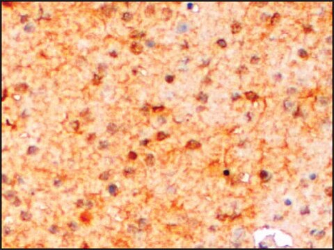 抗AIF1/IBA1 (アイソフォーム3) ヤギ宿主抗体 affinity isolated antibody, buffered aqueous solution