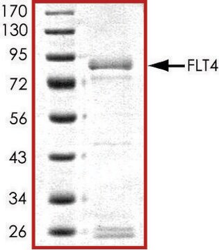 FLT4 (800-end)、活性型、GSTタグ融合 ヒト PRECISIO&#174; Kinase, recombinant, expressed in baculovirus infected Sf9 cells, &#8805;70% (SDS-PAGE), buffered aqueous glycerol solution