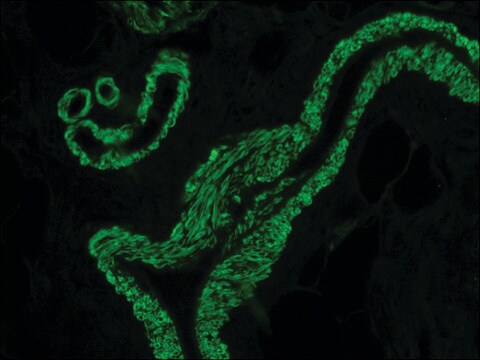 抗-小鼠IgG (Fab特异性) F(ab&#8242;)2片段–FITC 山羊抗 affinity isolated antibody, buffered aqueous solution