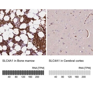 Anti-SLC4A1 antibody produced in rabbit Prestige Antibodies&#174; Powered by Atlas Antibodies, affinity isolated antibody, buffered aqueous glycerol solution