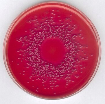 GranuCult&#174; prime MacConkey (MAC) Agar according to ISO (21150, 21567, FDA-BAM ), according to EP, according to USP, according to JP