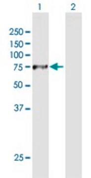 Anti-DNAI2 antibody produced in mouse purified immunoglobulin, buffered aqueous solution