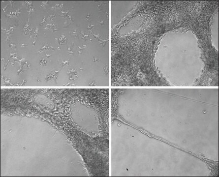 Gel ECM from Engelbreth-Holm-Swarm murine sarcoma liquid, BioReagent, suitable for cell culture