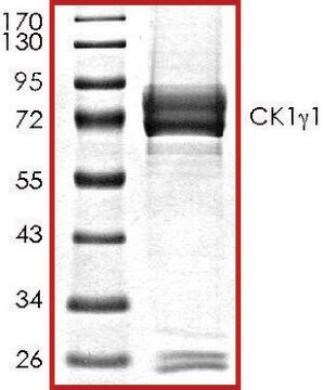 CK1&#947;1, active, GST tagged human PRECISIO&#174;, recombinant, expressed in baculovirus infected Sf9 cells, &#8805;70% (SDS-PAGE), buffered aqueous glycerol solution