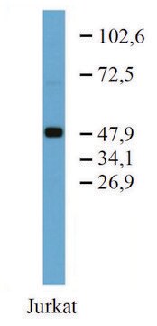 Monoklonalneprzeciwciało anty-TFGprodukowane u myszy clone TFG-03