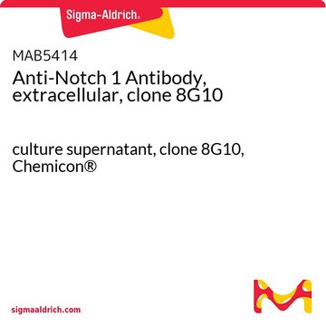 Anti-Notch 1 Antibody, extracellular, clone 8G10 culture supernatant, clone 8G10, Chemicon&#174;