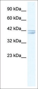 Anti-CHRNA7 IgG fraction of antiserum