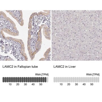 Monoklonalny anty-LAMC2 Prestige Antibodies&#174; Powered by Atlas Antibodies, clone CL2980, purified immunoglobulin, buffered aqueous glycerol solution