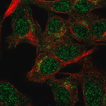 Anti-VPS54 antibody produced in rabbit Prestige Antibodies&#174; Powered by Atlas Antibodies, affinity isolated antibody