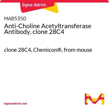 Przeciwciało przeciwko acetylotransferazie cholinowej, klon 28C4 clone 28C4, Chemicon&#174;, from mouse