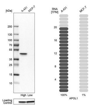 抗-APOL1 兔抗 Prestige Antibodies&#174; Powered by Atlas Antibodies, affinity isolated antibody, buffered aqueous glycerol solution