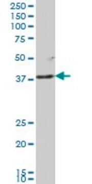 Monoclonal Anti-LFNG antibody produced in mouse clone 1F9, purified immunoglobulin, buffered aqueous solution