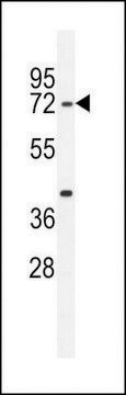 ANTI-SRAC1 (C-TERMINAL) antibody produced in rabbit affinity isolated antibody, buffered aqueous solution