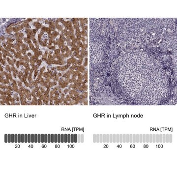 抗GHR抗体 ウサギ宿主抗体 Prestige Antibodies&#174; Powered by Atlas Antibodies, affinity isolated antibody