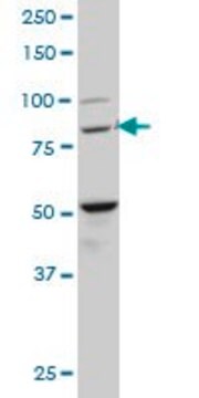 Monoclonal Anti-BACH1 antibody produced in mouse clone 1B8, purified immunoglobulin, buffered aqueous solution