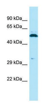 Anti-SPAM1 (C-terminal) antibody produced in rabbit affinity isolated antibody